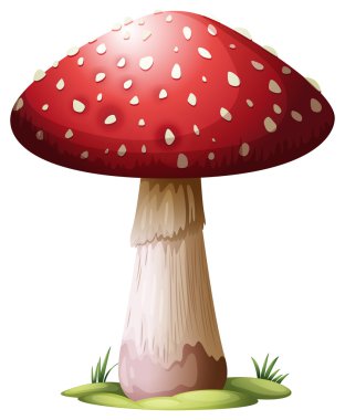 Royal agaricsKoninklijke agarics