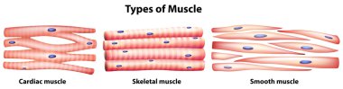 Types of muscles clipart