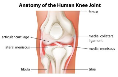 Human knee joint anatomy clipart