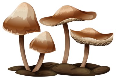 Panaeolus clipart