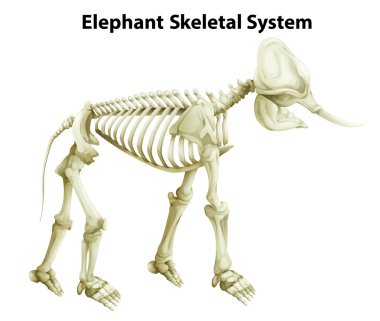 Skeletal System of an Elephant clipart