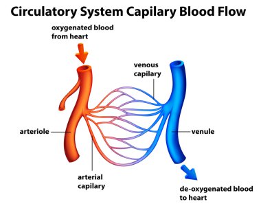 Circulatory System - Capilary blood flow clipart