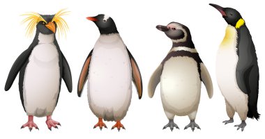 Penguenler