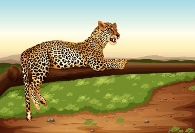 leopar