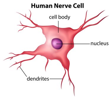 Human nerve cell clipart