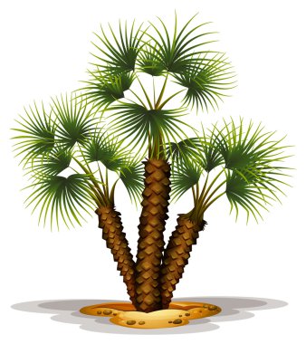 Chamaerops Humilis