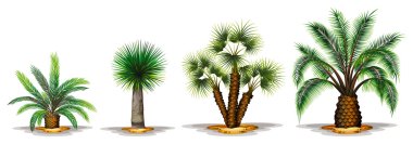 Palm bitkiler