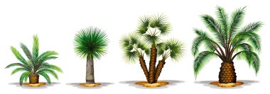 Palm plants clipart
