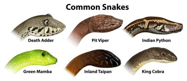 ortak snakes