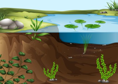 A pond ecosystem clipart