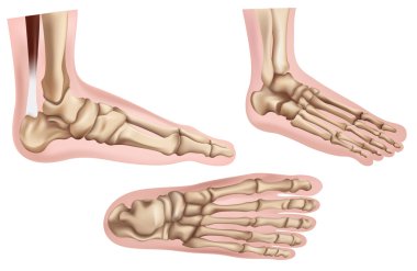 Foot bones clipart