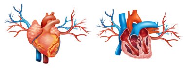Kalbin iç ve ön anatomisi