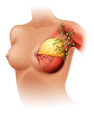 Meme anatomisi