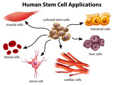 Human Stem Cell Applications clipart
