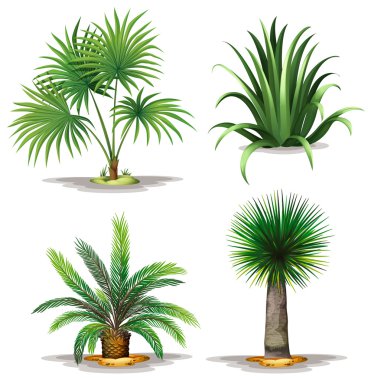 Palm bitkiler