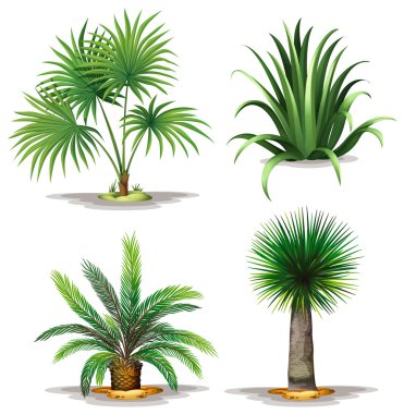 Palm plants clipart
