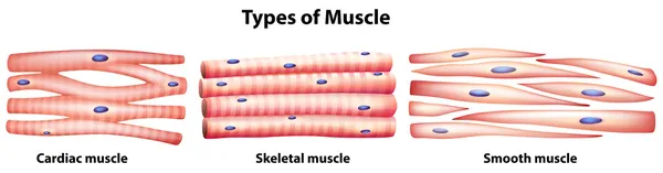 Arten von Muskeln — Stockvektor