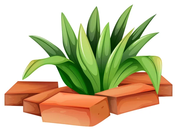 Rostlina s protáhlé listy — Stockový vektor