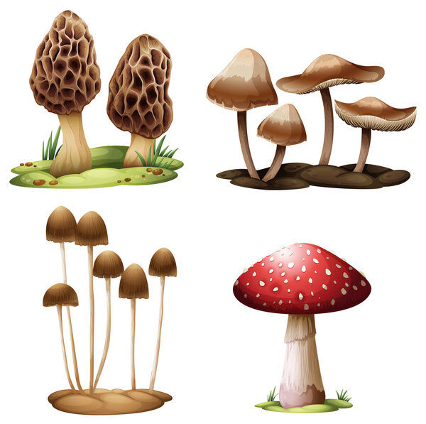 Mushrooms