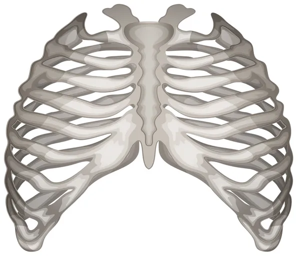 Jaula de costillas — Archivo Imágenes Vectoriales