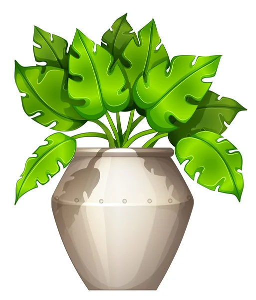 A plant with a heart-shaped leaves — Stock Vector