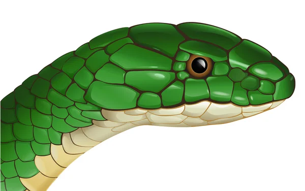 Змея — стоковый вектор