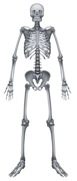 Human skeletal system — Stock Vector