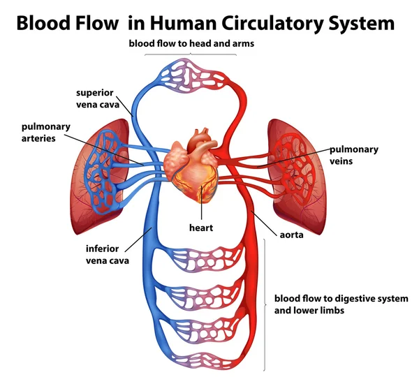 Flujo sanguíneo en el sistema circulatorio humano — Vector de stock