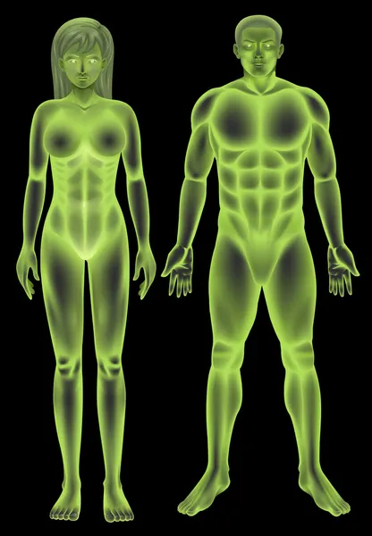 Mannelijke en vrouwelijke menselijk lichaam — Stockvector