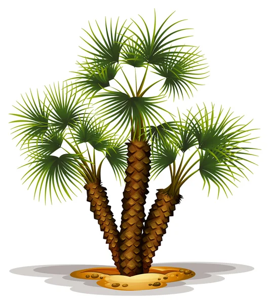 Chamaerops humilis humilis — Stockvector