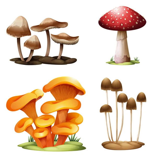 Different species of mushrooms — Stock Vector