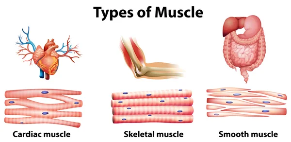 Types de muscles — Image vectorielle