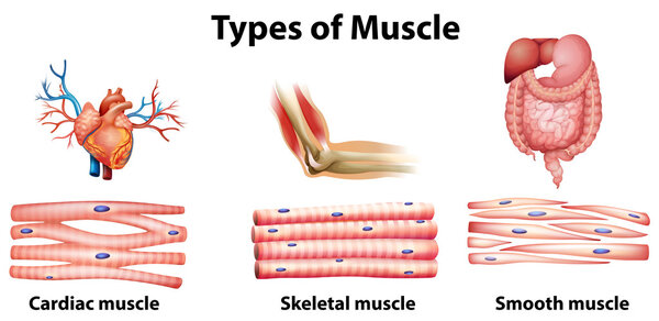 Типы мышц
