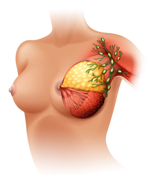 Breast Anatomy