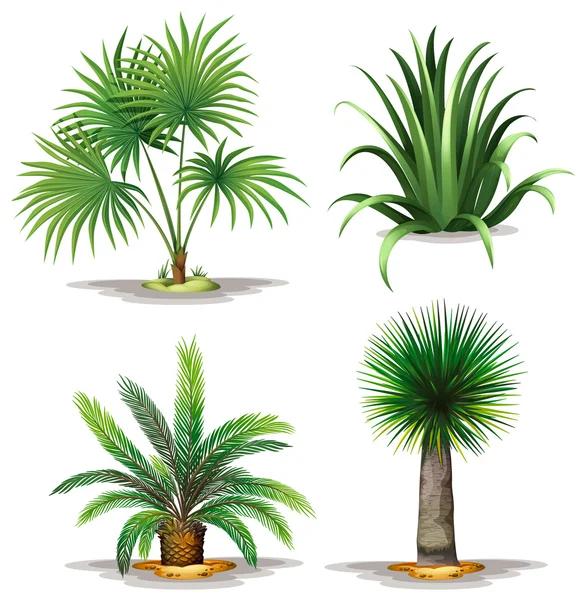 Palm planten — Stockvector