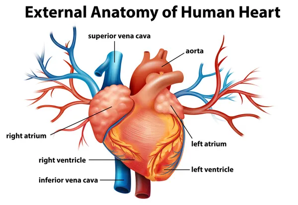 Anatomia do coração humano — Vetor de Stock