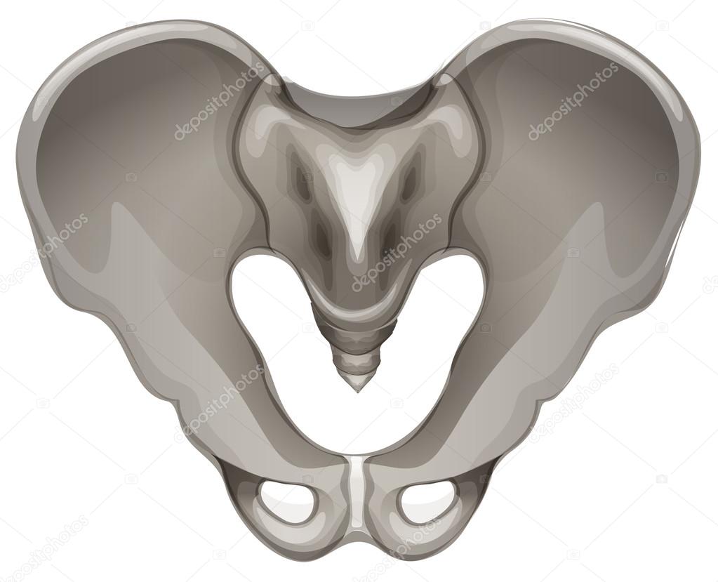 Pelvic bone