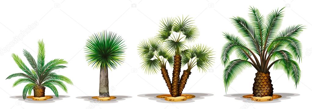 Palm plants