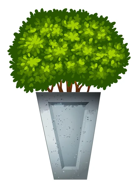 Une plante ornementale verte — Image vectorielle