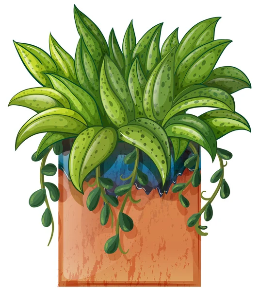 Una planta en maceta — Vector de stock