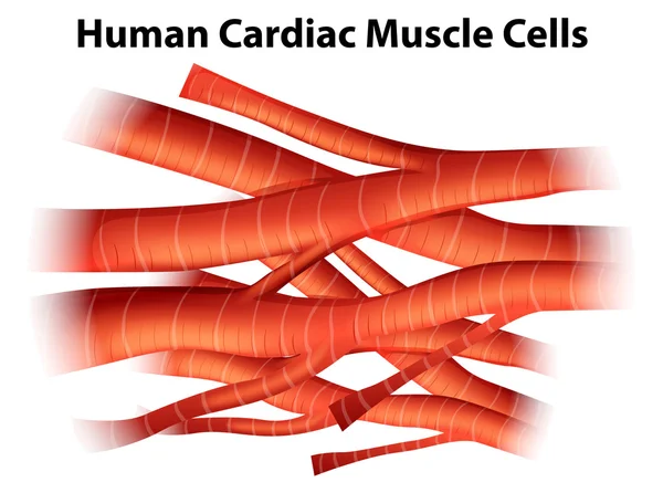 Cellules musculaires cardiaques humaines — Image vectorielle