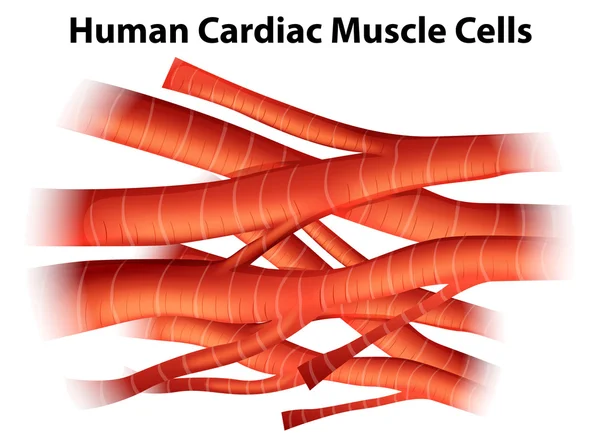 Мышечные клетки сердца человека — стоковый вектор