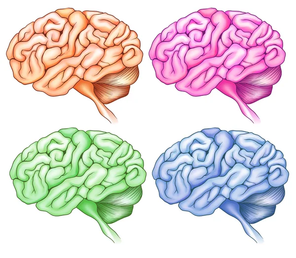 Cerebro humano — Archivo Imágenes Vectoriales