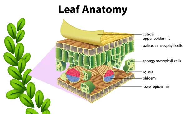 Anatomia liścia — Wektor stockowy