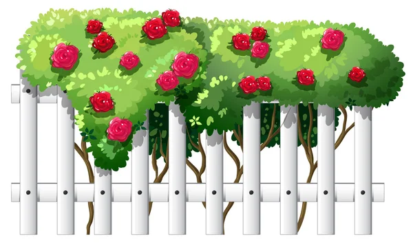 Una cerca con plantas de rosas — Vector de stock