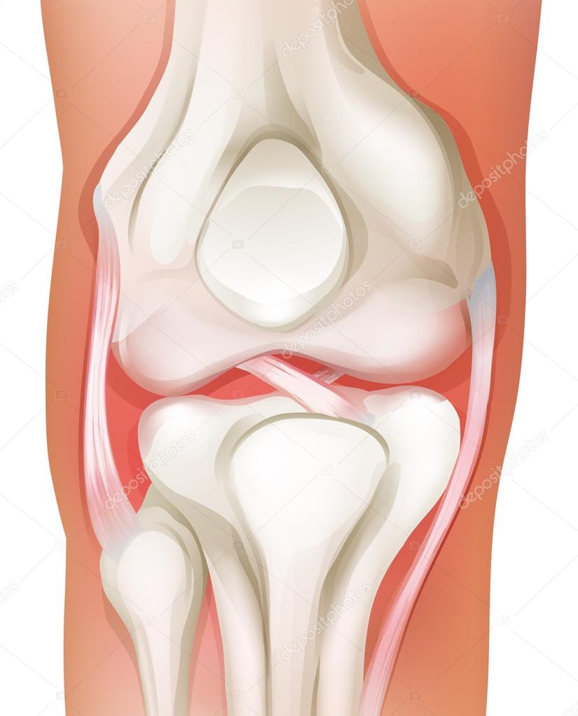 Knee joint of human