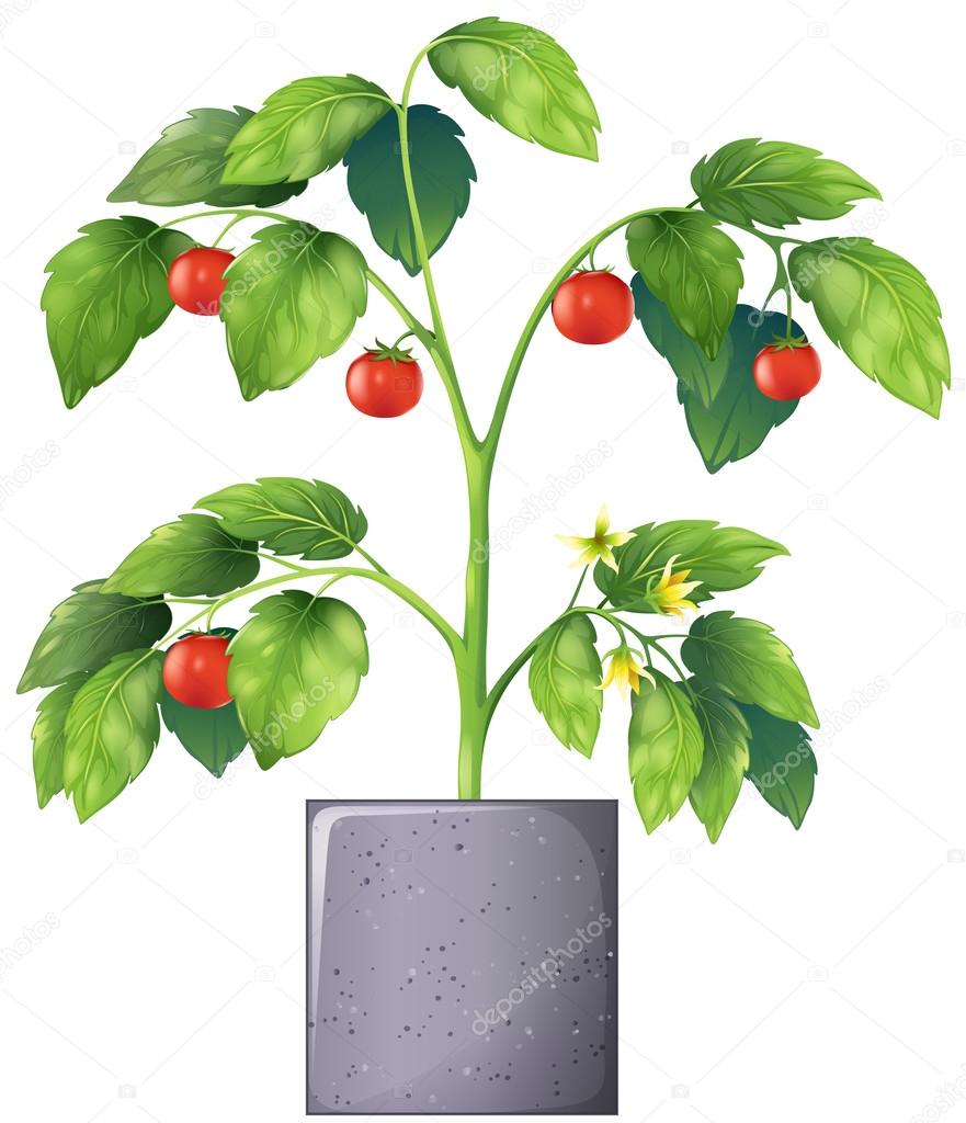 A tomato plant