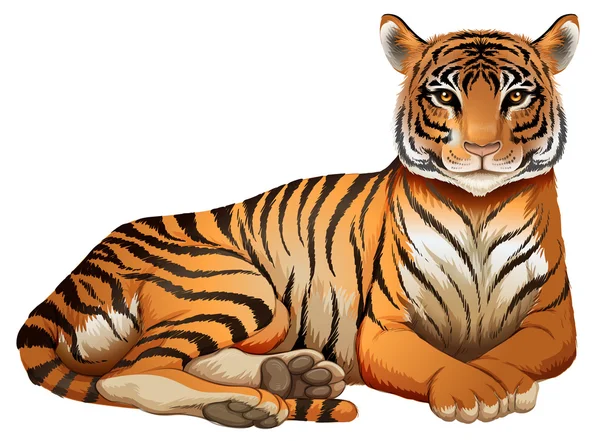 Un tigre. — Vector de stock