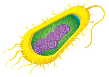 bakteri hücre