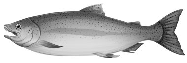 A grey trout fish clipart